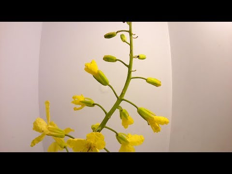 観賞用キャベツ 植物