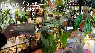 ‼️ catch up plant chores | mini corm prop box, cleaning leaves, updates, restarting plants 🌿