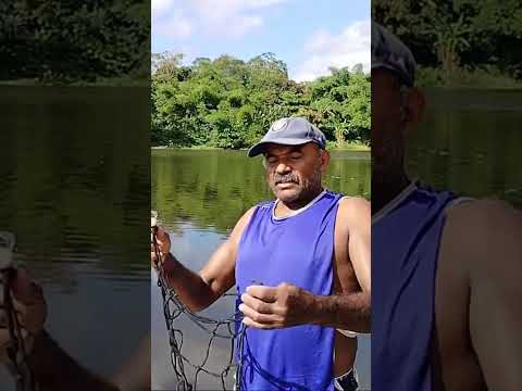 esse é um amigo da gente aqui de Cajueiro Alagoas o Guará.