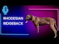 Episode 103: Rhodesian Ridgeback - Daman Munk - Deep Creek Ridgeback's