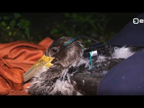 Estonian Black stork rescue operation. ETV Osoon 19.09.2022 ENG SUBTITLES