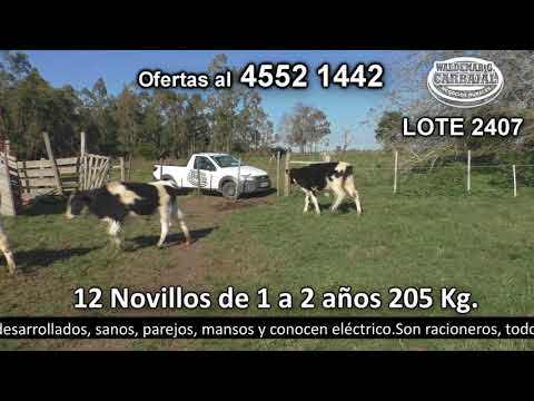 Lote 12 Novillos 1 a 2 años 3 AA,  4 NO,  1 HO c/  NO y 1 RA 205kg -  en El Campito. Parada Ricca - a 600 mts de R 54 km 9