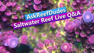 AskReefDudes - Live Saltwater Reef Tank Q&A