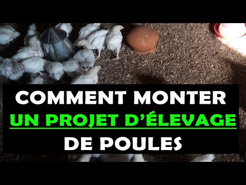, title : 'COMMENT MONTER UN PROJET D'ÉLEVAGE DES POULES'
