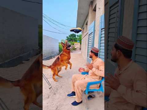 Allah Tala ki madad #ytshorts #trending #shorts #viralvideo #islamicprayer #foryou #dog #usa