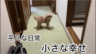 庶民の暮らし　中年再婚夫婦とシニア犬　トイプードル／パート主婦