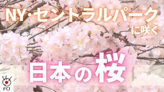 もうすぐ見ごろ、セントラル・パークの桜