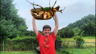 These Beetles Need To Go!! Bag a Bug June Bug Trap - June Bugs Destroying our Garden Vlog