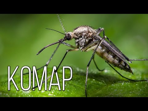 Комар: Маленький кровопийца | Интересные факты про комаров