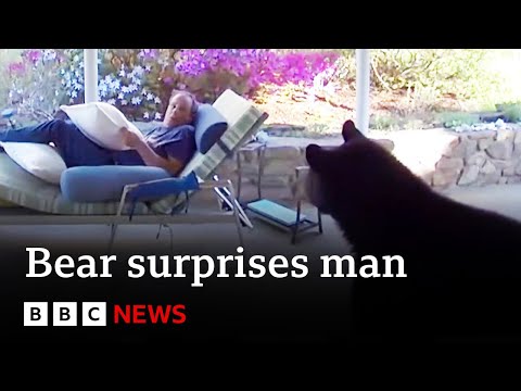 Black bear surprises man on sun lounger in North Carolina garden - BBC News