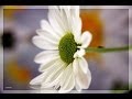 Margarita (en español) - Riccardo Cocciante