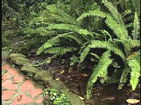 再造美麗家園─水生螢火蟲的保育與復育