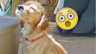 Я РЖАЛ ПОЛ ЧАСА | Приколы с Животными 2019 | Смешные Коты и Собаки