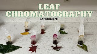 Chlorophyll vs Other Pigments | What's Really in Leaves?