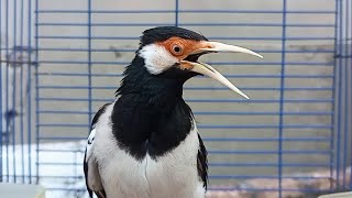 Download lagu Pancingan Jalak Suren Gacor Mompa Full Variasi - Masteran Suara Burung Jalak Gacor Full Isian Mewah mp3 Download lagu Pancingan Jalak Suren Gacor Mompa Full Variasi - Masteran Suara Burung Jalak Gacor Full Isian Mewah mp3