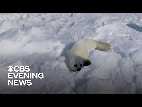 How climate change negatively impacts harp seals off Canada's Atlantic coast