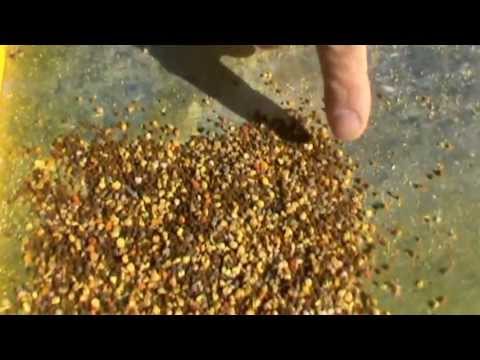 Colectorul intern de polen in practica la "Bio Stup - Ioan Ursu" - apicultura video