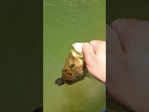 6° Torneio Paulista de Caiaque GKF, NOVA CANAÃ, Competidor HORLANDO #tucunare #pescaria #fishing