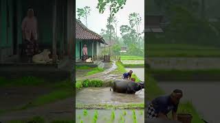 Download lagu Suasana Desa Saat Hujan Deras 🌧️ | Bikin Tenang & Rindu Kampung mp3