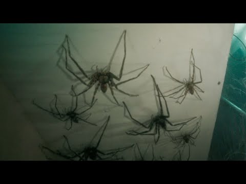 RUNNING FROM THE SPIDRES in Vermines movie