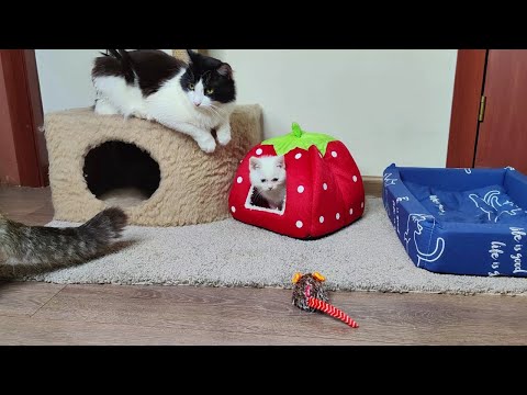 Cats and kittens. The kitten Dino loves this toy.