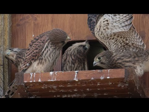 Rasselbanden (2022.4/4) Rascals take off. Turmfalken- Windsbach Beilngries Kestrels