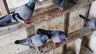 Tipplers pigeons Shannon Bwoden Mahutian Werf 2020