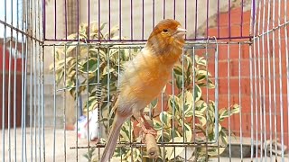 Download lagu Lagu latihan burung kenari yang menakjubkan 2026 - burung kenari bernyanyi di rumah | burung kenari memanggil betina mp3