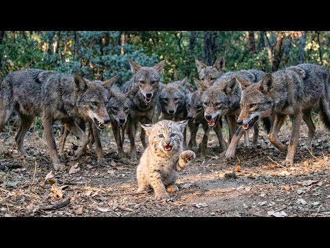 A Lonely Bobcat Cub Amid a Pack of Bloodthirsty Coyotes | Animal Rescue Short Film