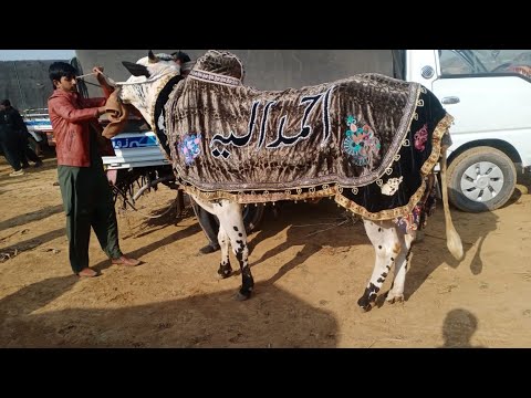 Bull race Fath jang 17/2/2022