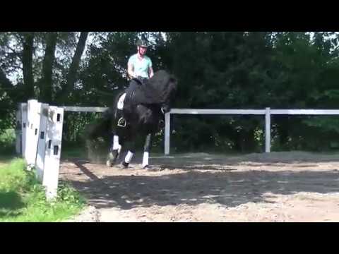 Stal Okkema's Poker -sport-  v. Reinder hengst