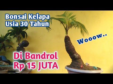 Bonsai Kelapa Di Bandrol Rp 15 Juta