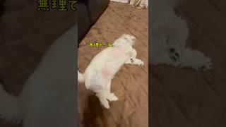 チビは、散歩に行きたくない。 #犬のいる暮らし #犬のいる生活 #散歩 #犬好きさんと繋がりたい #youtube #チャンネル登録お願いします