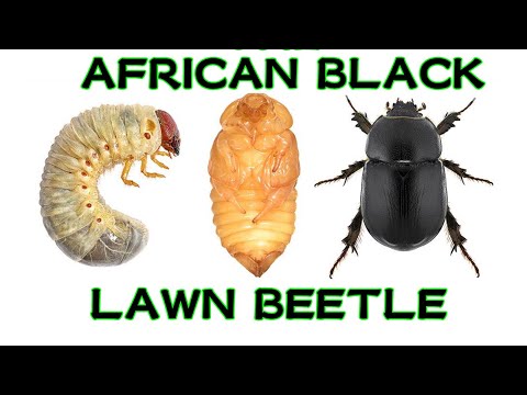 The African Black Lawn Beetle