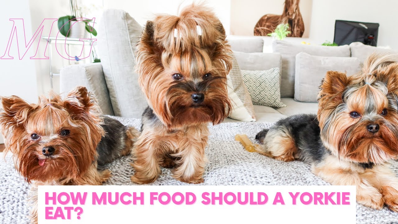 How Much Should Small Yorkies Eat?