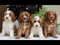 Cavapoo dogs for sale: Bentley  - Video 1