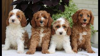 Video preview image #1 Cavapoo (Miniature) Puppy For Sale in LEOLA, PA, USA