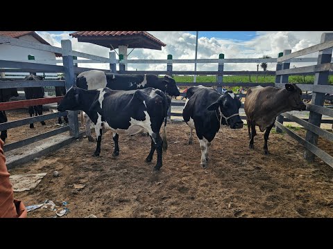 Feira do gado em Craíbas Al, dia 04/04/2026.