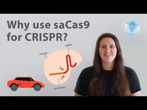 How a mini CRISPR Cas9 system is revolutionizing gene therapy! Video