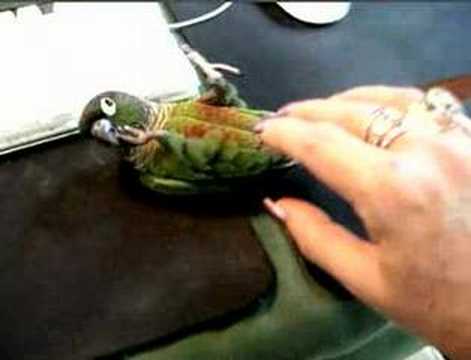 Cockatiel - Quaker Parrot - Or - Green Cheek Conure ? | Yahoo Answers
