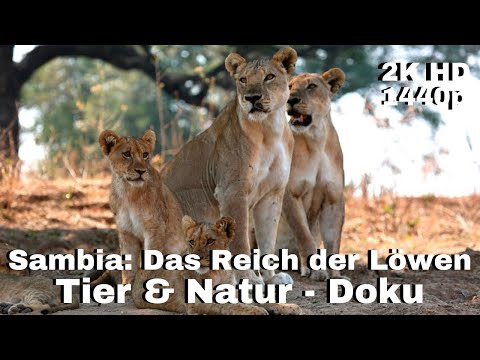 Sambia: Das Reich der Löwen - Tier & Natur Dokumentation [LunaPuu - Doku-TV Germany] Deutsch 2K HD