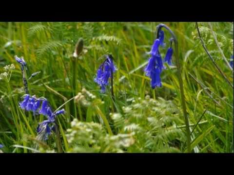 Bluebells of Scotland