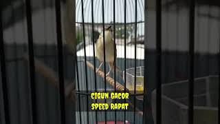Download lagu Cigun Gacor Speed Rapat Ngeroll #ciblekgacor #ciblekgunungngebren #suaraburung mp3