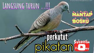 Download lagu suara burung perkutut pikatan // perkutut betina untuk pikat jantan #hobymanuk mp3 Download lagu suara burung perkutut pikatan // perkutut betina untuk pikat jantan #hobymanuk mp3