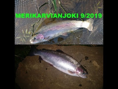 Merikarvianjoki 9/2019 | kirjolohen kalastus 2019 | kalastus 2019