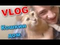 VLOG: Кошкин дом / Андрей Мартыненко 