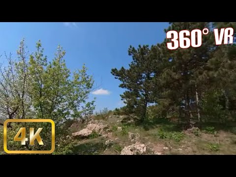Walking in Forest #2 - 360° VR Video Tour - 4K - Harsova, Romania