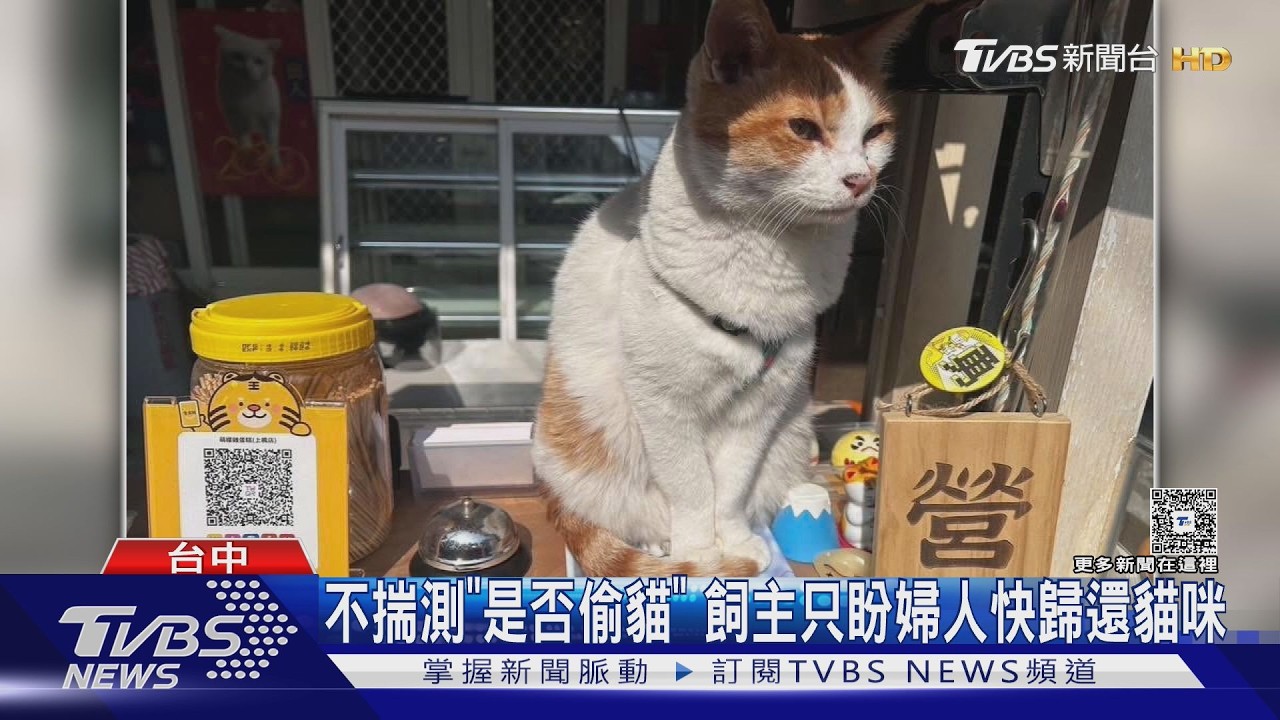 影音/16歲「貓阿公」在門口曬太陽遭陌生人抱走!飼主懊悔急尋