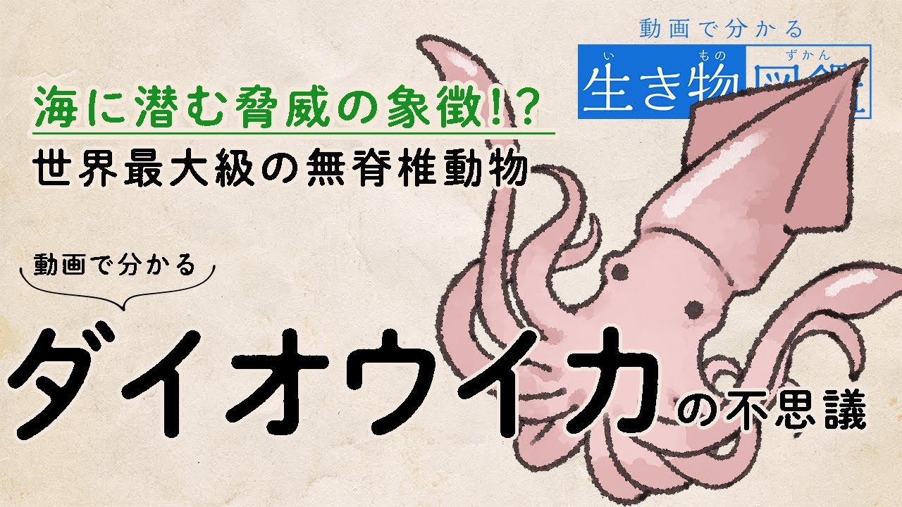 動画でわかる生き物図鑑-ダイオウイカ編【ゆっくり紹介】