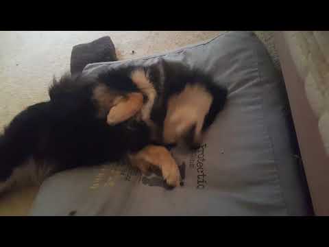 EZVIZ Huisdieren Video Contest #45